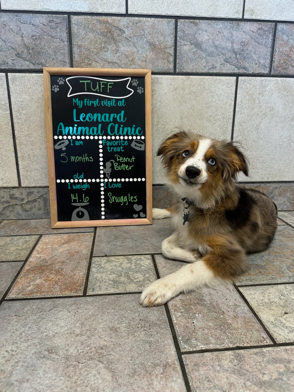 Veterinary care in Leonard