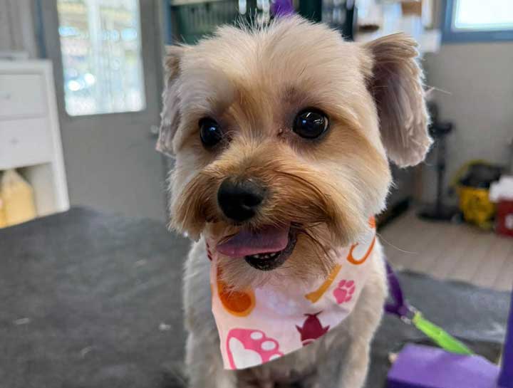 $city Pet Groomers